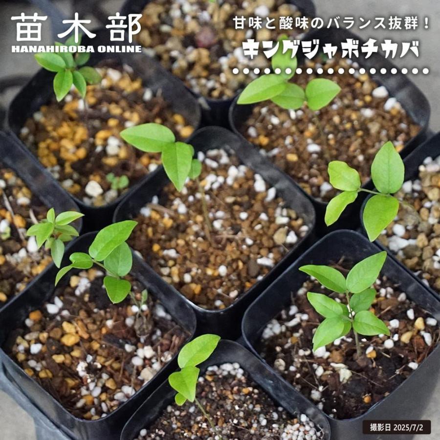ジャボチカバ苗木実花蕾が付き12号高約160cm今から10月まで収穫期5/30 ジャボチカバ キングジャボチカバ 3号ポット苗 実生 : 苗木部 花ひろば
