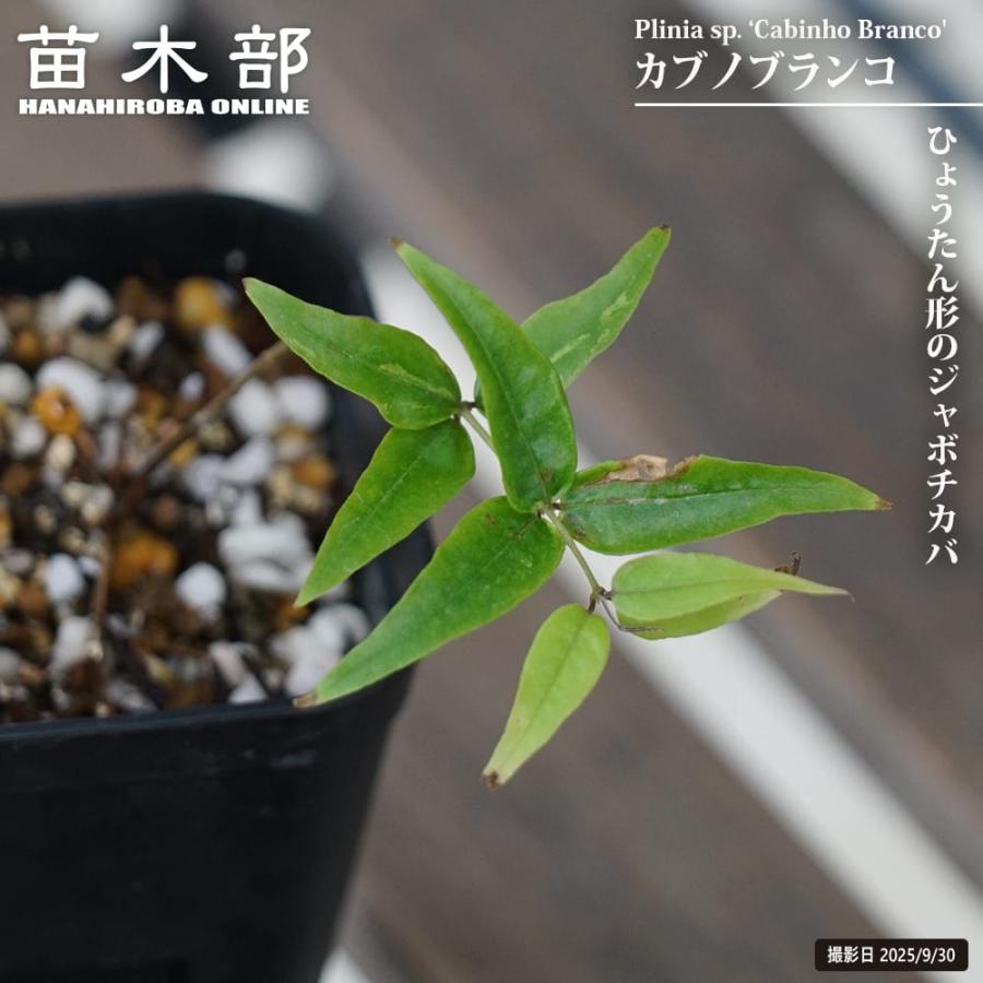 ジャボチカバ実生苗木　花芽付き　☆2 ジャボチカバ カブノブランコ 2号ポット苗 実生 : 苗木部 花ひろば