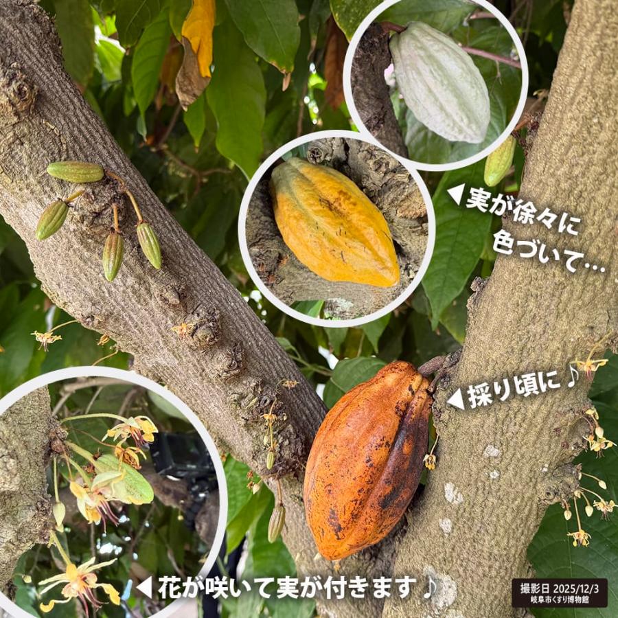 カカオ トリニタリオ種 イエロー 実生 3号ポット苗 : 苗木部 花ひろば
