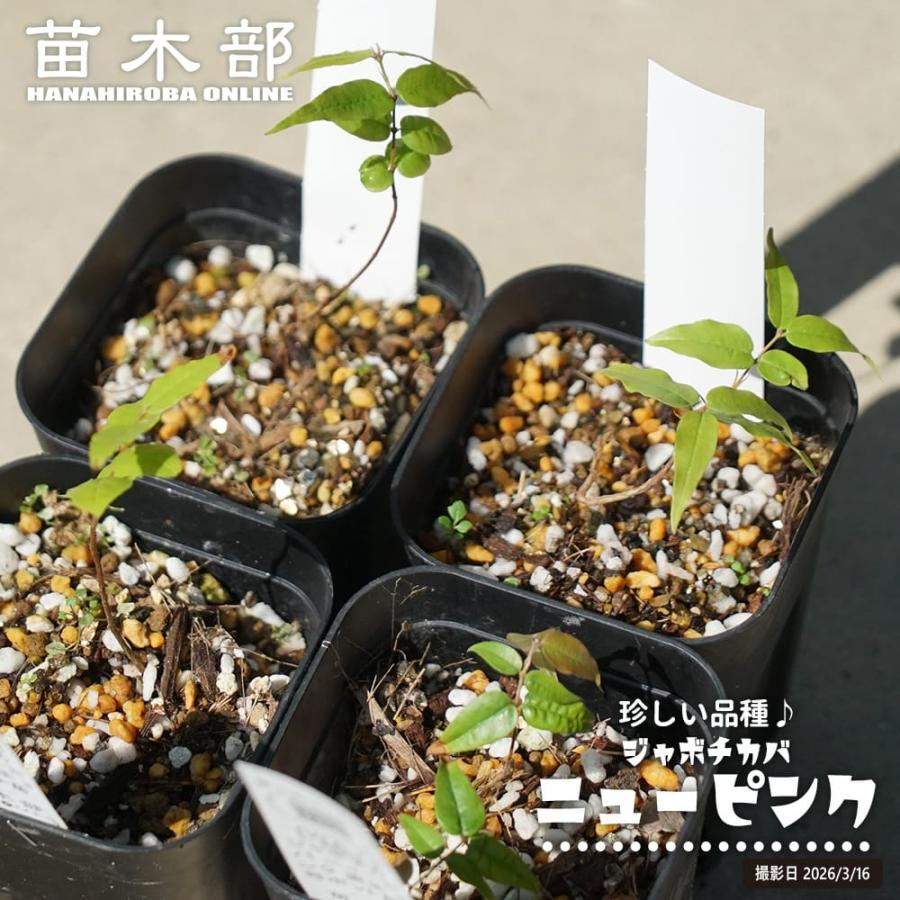 ジャボチカバ ニューピンク 実生 3号ポット苗 : 苗木部 花ひろば