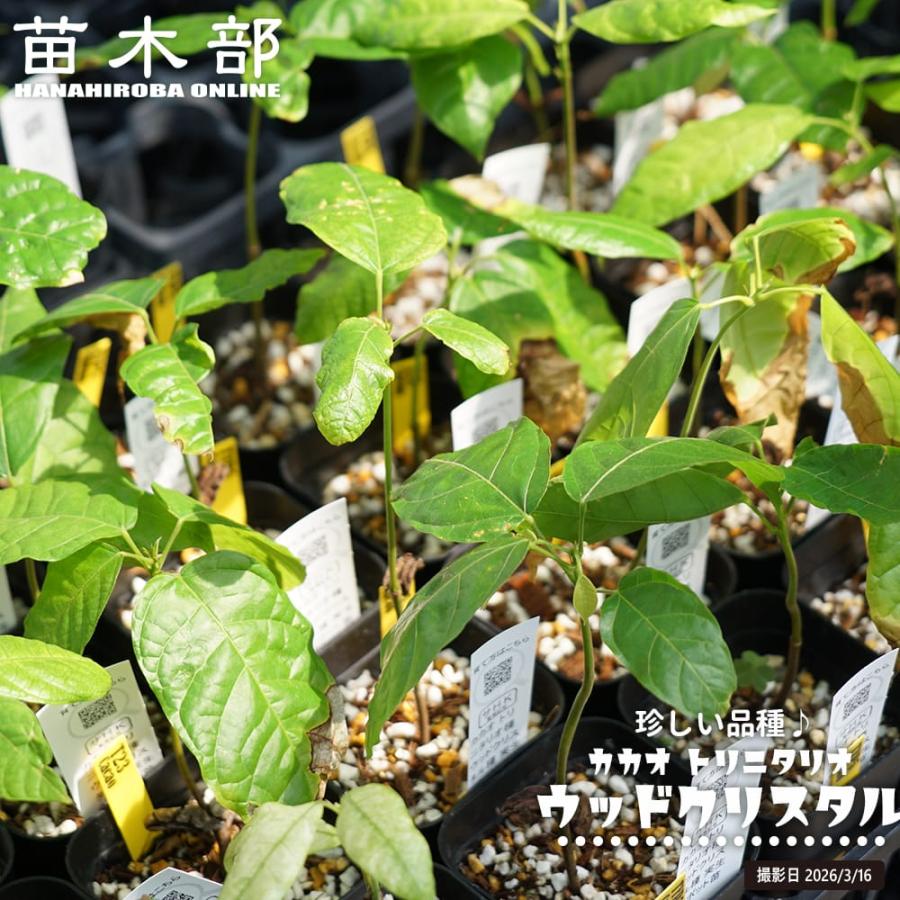 カカオ トリニタリオ種 ウッドクリスタル 実生 3号ポット苗 : 苗木部