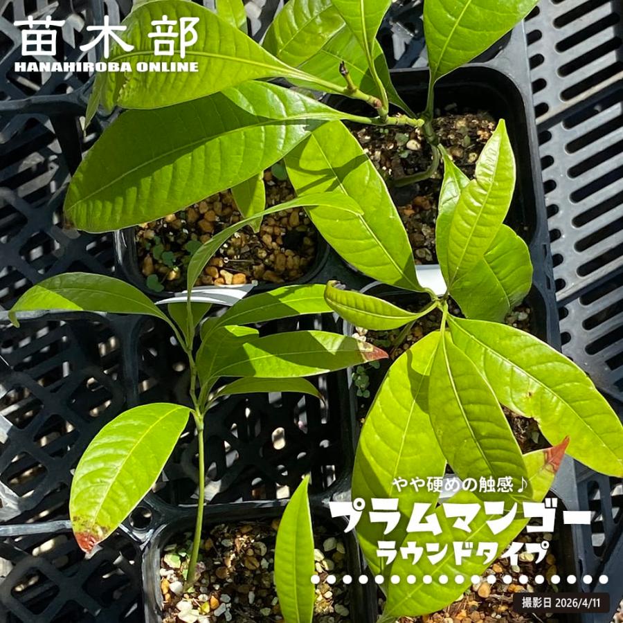 プラムマンゴー ラウンドタイプ 実生 3号ポット苗 | 