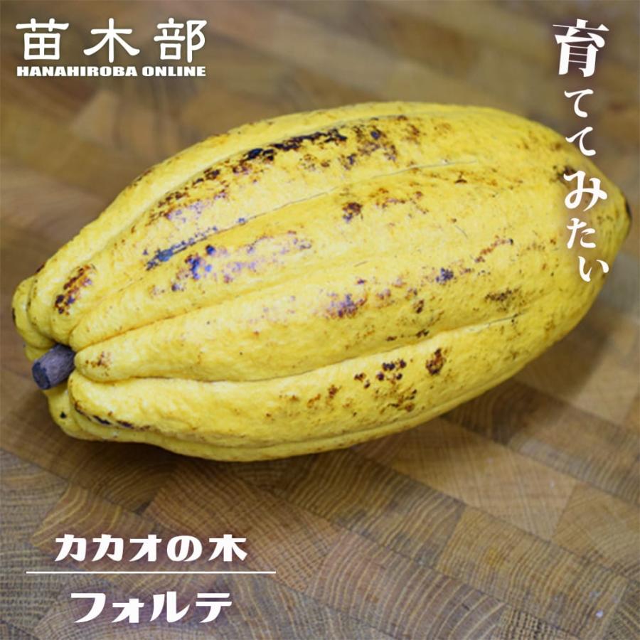 カカオ トリニタリオ種 フォルテ種 実生 3号ポット苗 : 苗木部 花