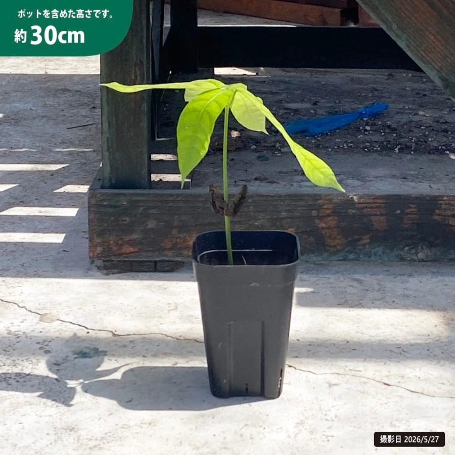 カカオ トリニタリオ種 フォルテ種 実生 3号ポット苗 : 苗木部 花