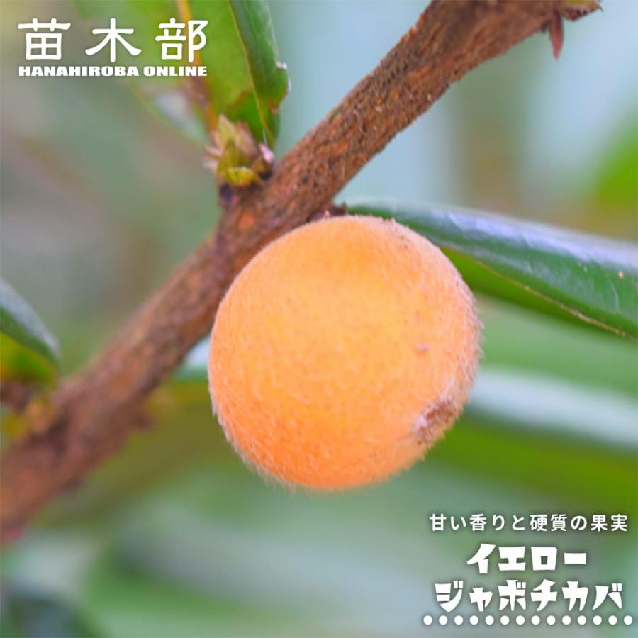 イエロージャボチカバ Plinia glazioviana 実生 3号ポット苗 : 苗木部