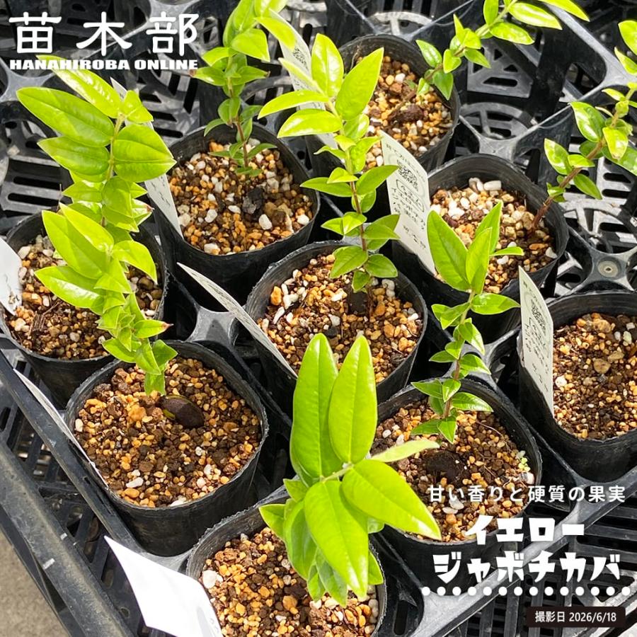 イエロージャボチカバ Plinia glazioviana 実生 3号ポット苗 : 苗木部