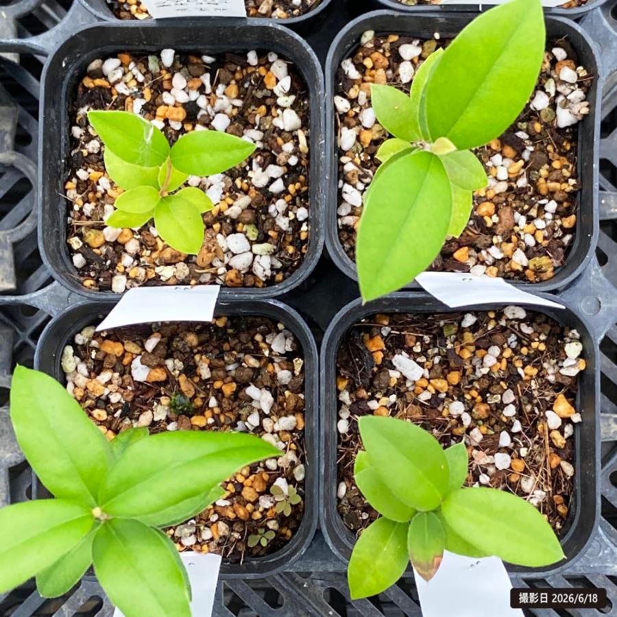 グアビジュ Myrcianthes pungens 実生 3号ポット苗 : 苗木部 花ひろば