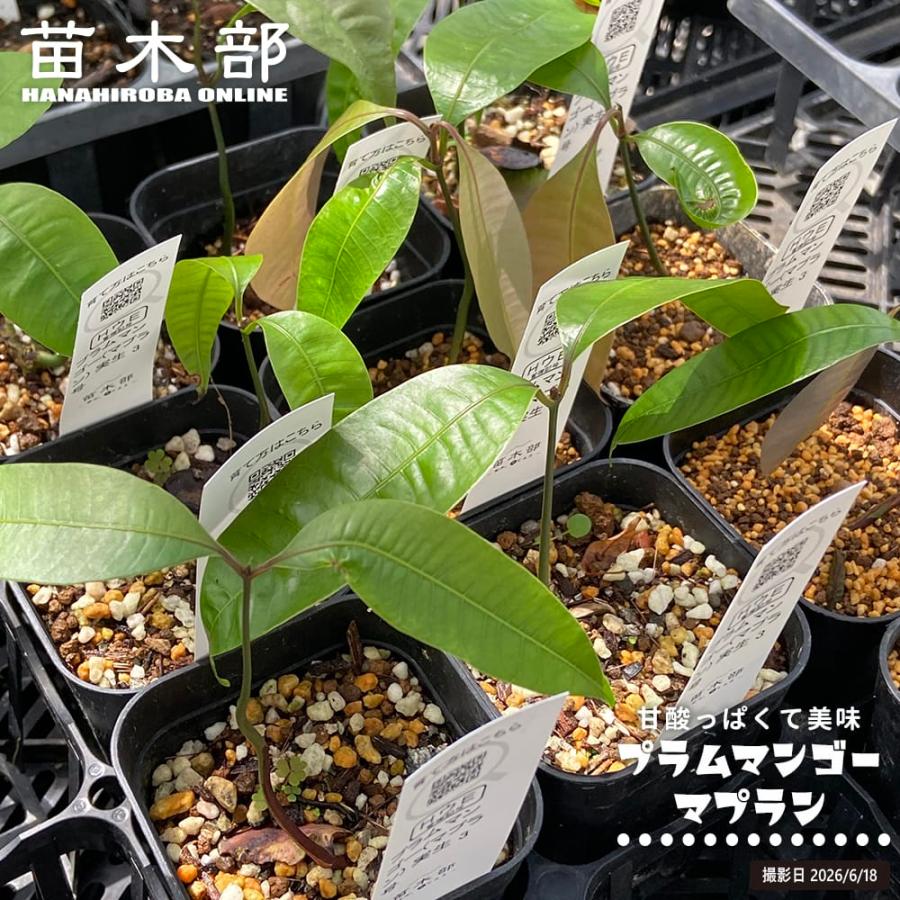 プラムマンゴー(マプラン) Bouea oppositifolia 実生 3号ポット苗