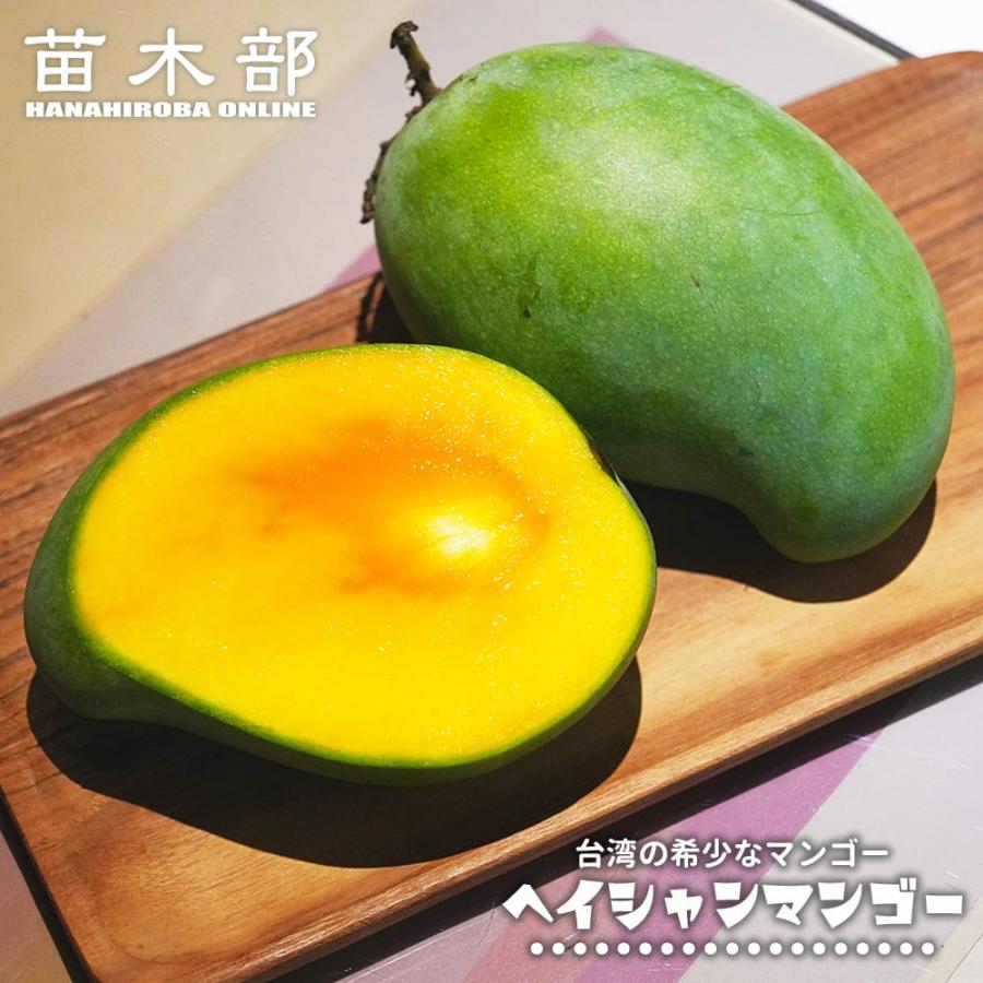 ヘイシャンマンゴー 実生 3号ポット苗 | 