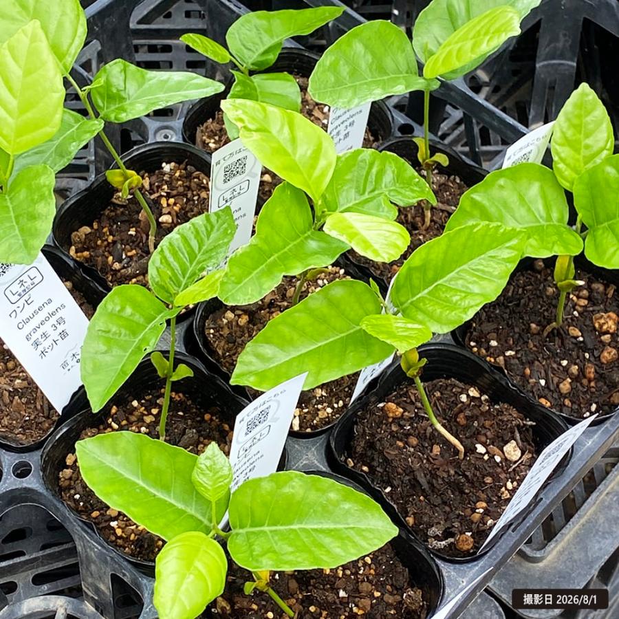 ワンピ Clausena graveolens 実生 3号ポット苗 : 苗木部 花ひろば