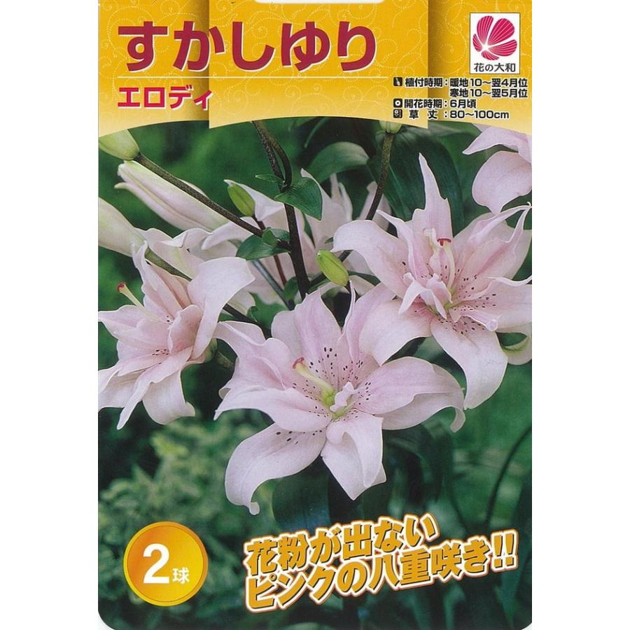 エロディ すかしゆり 球根 （2球入り） （植え付け時期10月〜翌5月