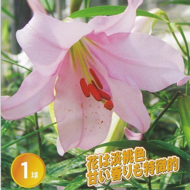 笹百合 ユリ 球根 1球入 植え付け時期10月 翌5月 Yuri Sasayuri 苗木部 花ひろばオンライン 通販 Yahoo ショッピング