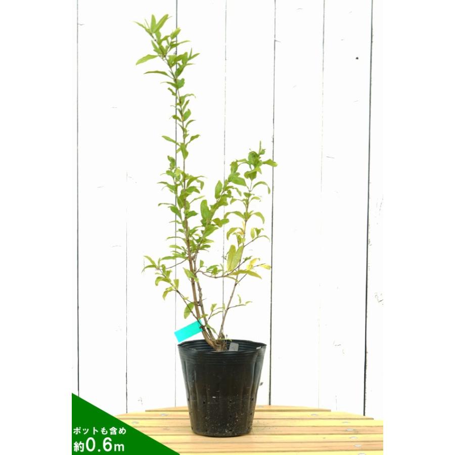 ザクロ 苗 フルーツザクロ 赤実 １年生 ポット苗 果樹 果樹苗 Zakuro Fruit Aka 苗木部 花ひろばオンライン 通販 Yahoo ショッピング