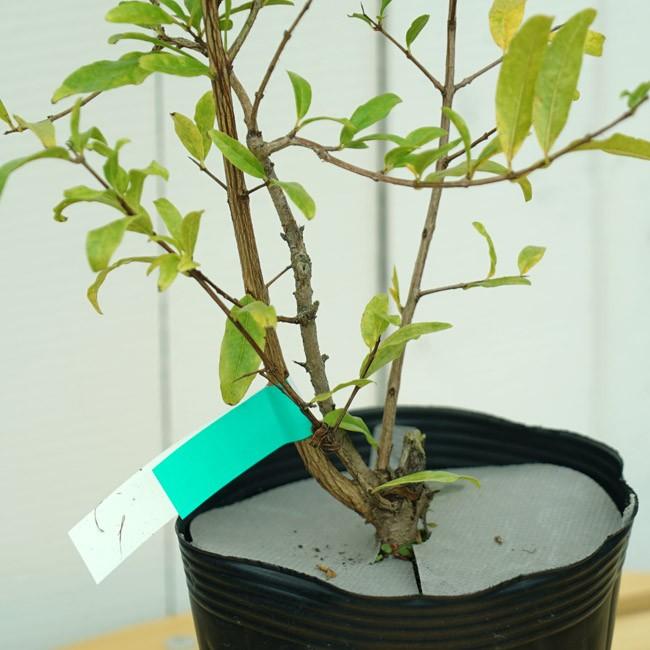 ザクロ 苗 フルーツザクロ 白実 １年生 ポット苗 果樹 果樹苗 Zakuro Fruit Shiro 苗木部 花ひろばオンライン 通販 Yahoo ショッピング