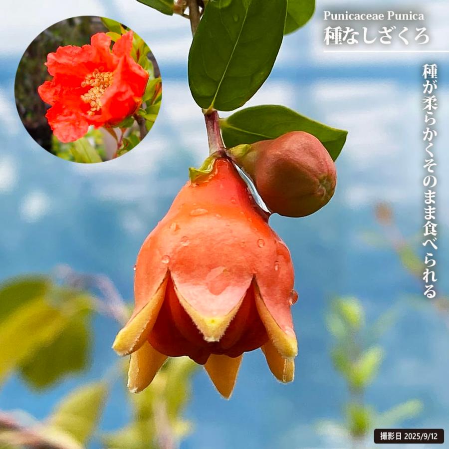 ザクロ苗 種なしざくろ シャインレッド 3年生大苗 : 苗木部 花ひろば