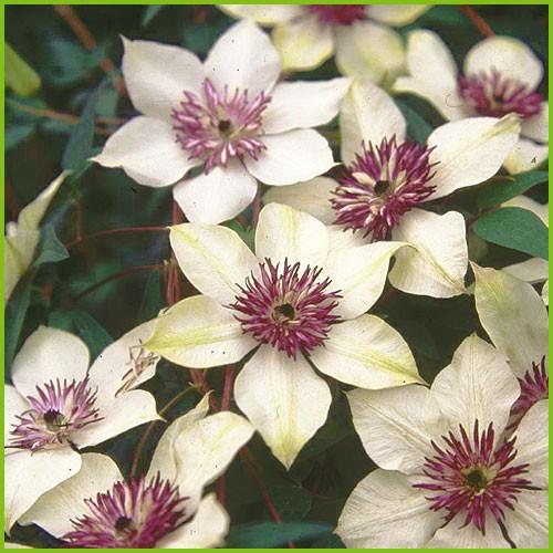 クレマチス苗 テッセン 鉄線 Cl Tanen 047 花育通販yahoo 店 通販 Yahoo ショッピング