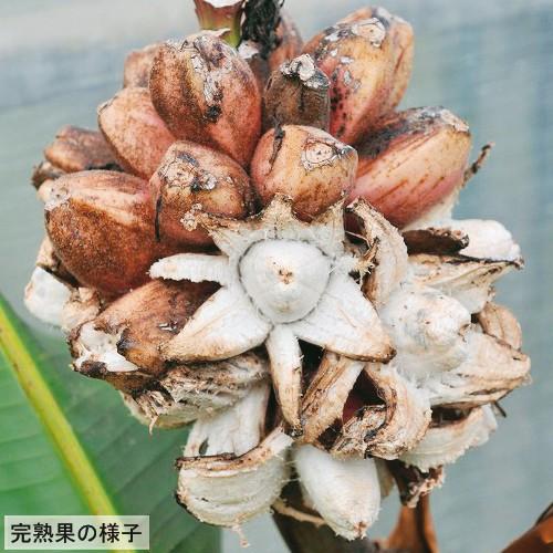 アケビバナナ（ピンクバナナ）の苗 ムサ ベルティナ : 植物・園芸専門