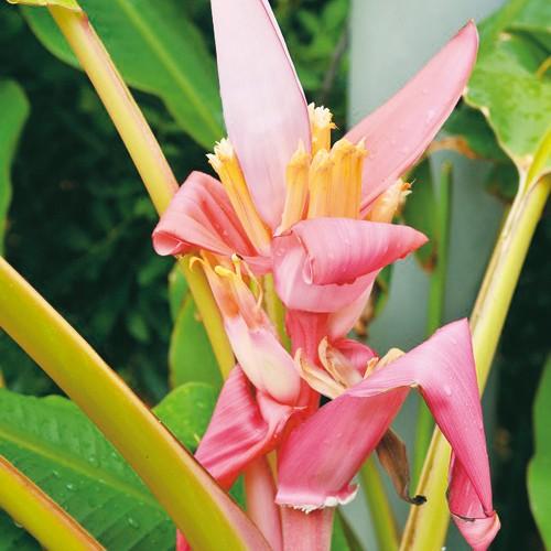 アケビバナナ（ピンクバナナ）の苗 ムサ ベルティナ : 植物・園芸専門