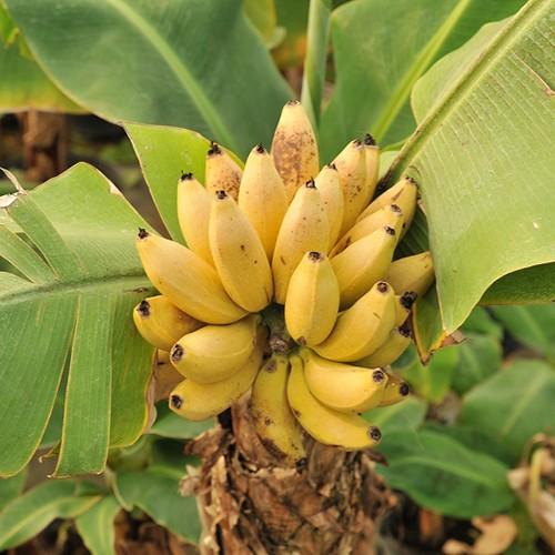 ドワーフモンキーバナナの苗 : 植物・園芸専門店 花育通販Yahoo!店