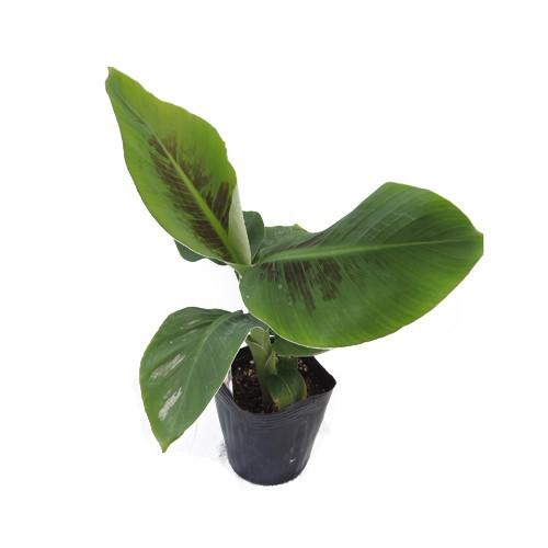 ドワーフモンキーバナナの苗 : 植物・園芸専門店 花育通販Yahoo!店