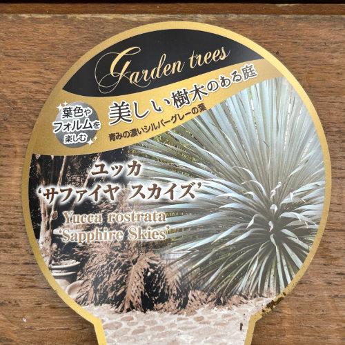 ユッカロストラータ100株＋α 楽天市場】【現品発送】 ユッカの木 苗 【ロストラータ