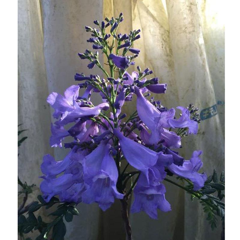 わい性ジャカランダ ブルーブロッサムビューイング の苗木 Ex Explant 054 花育通販yahoo 店 通販 Yahoo ショッピング