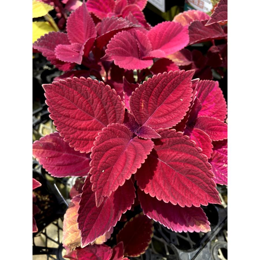 コリウス レッドヘッド の苗 Hl Color 0 花育通販yahoo 店 通販 Yahoo ショッピング