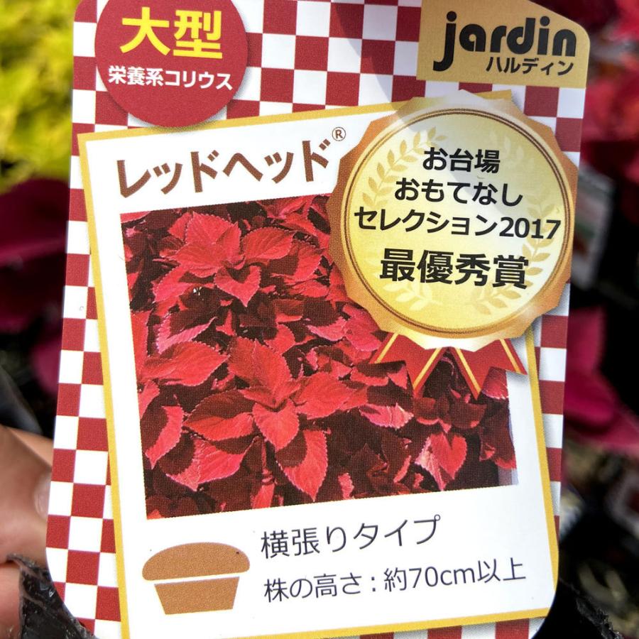 コリウス レッドヘッド の苗 Hl Color 0 花育通販yahoo 店 通販 Yahoo ショッピング