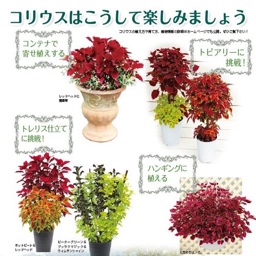 コリウス レッドヘッド の苗 Hl Color 0 花育通販yahoo 店 通販 Yahoo ショッピング