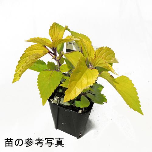 コリウス レッドヘッド の苗 Hl Color 0 花育通販yahoo 店 通販 Yahoo ショッピング