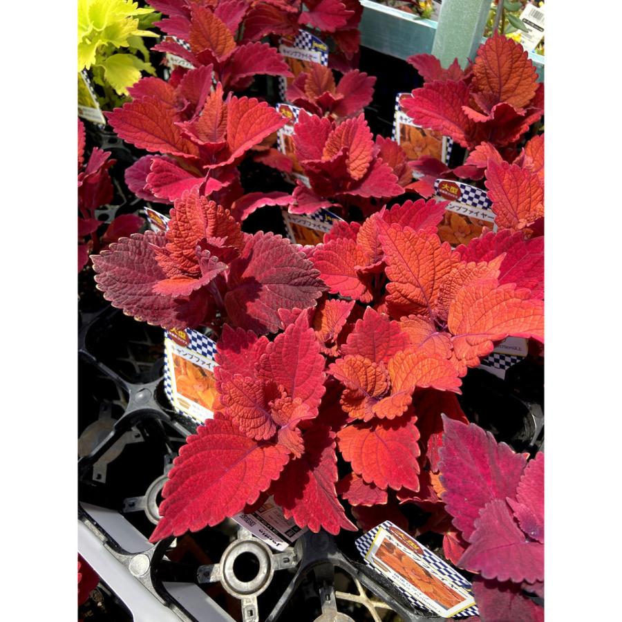 コリウス キャンプファイヤー の苗 Hl Color 040 花育通販yahoo 店 通販 Yahoo ショッピング