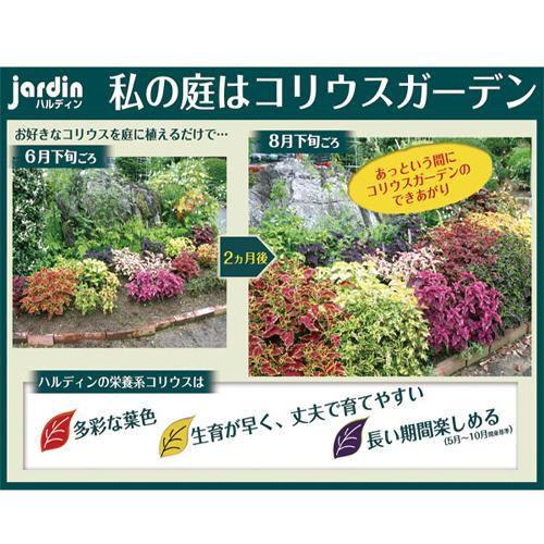 コリウス キャンプファイヤー の苗 Hl Color 040 花育通販yahoo 店 通販 Yahoo ショッピング