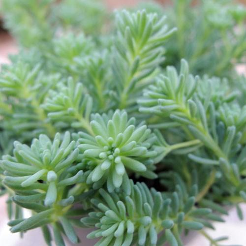 セダム パリダム の苗 Hl Taniku 004 花育通販yahoo 店 通販 Yahoo ショッピング