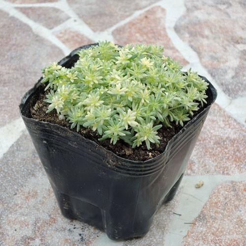 セダム「ミルクゥージ」の苗 : 植物・園芸専門店 花育通販Yahoo!店