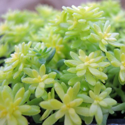 セダム「細葉黄金万年草」の苗 : 植物・園芸専門店 花育通販Yahoo!店