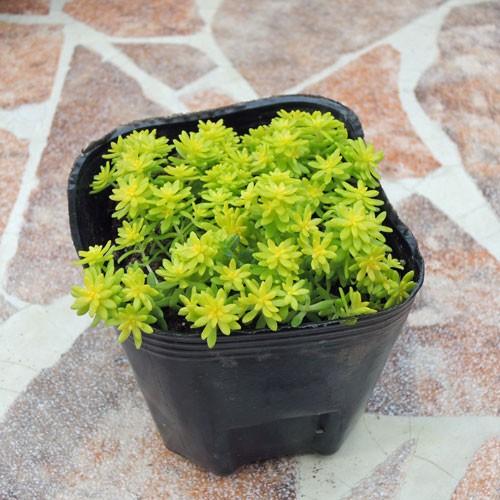 セダム「細葉黄金万年草」の苗 : 植物・園芸専門店 花育通販Yahoo!店