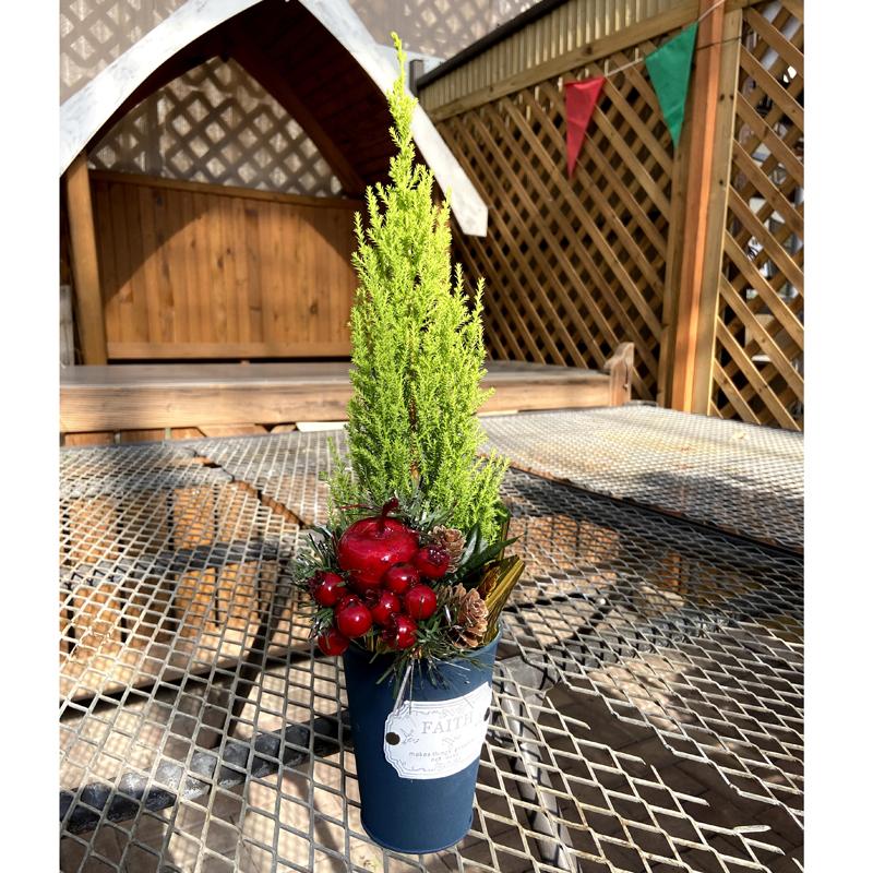 コニファー】ゴールドクレスト苗木（ブリキ鉢入り）【クリスマスツリー