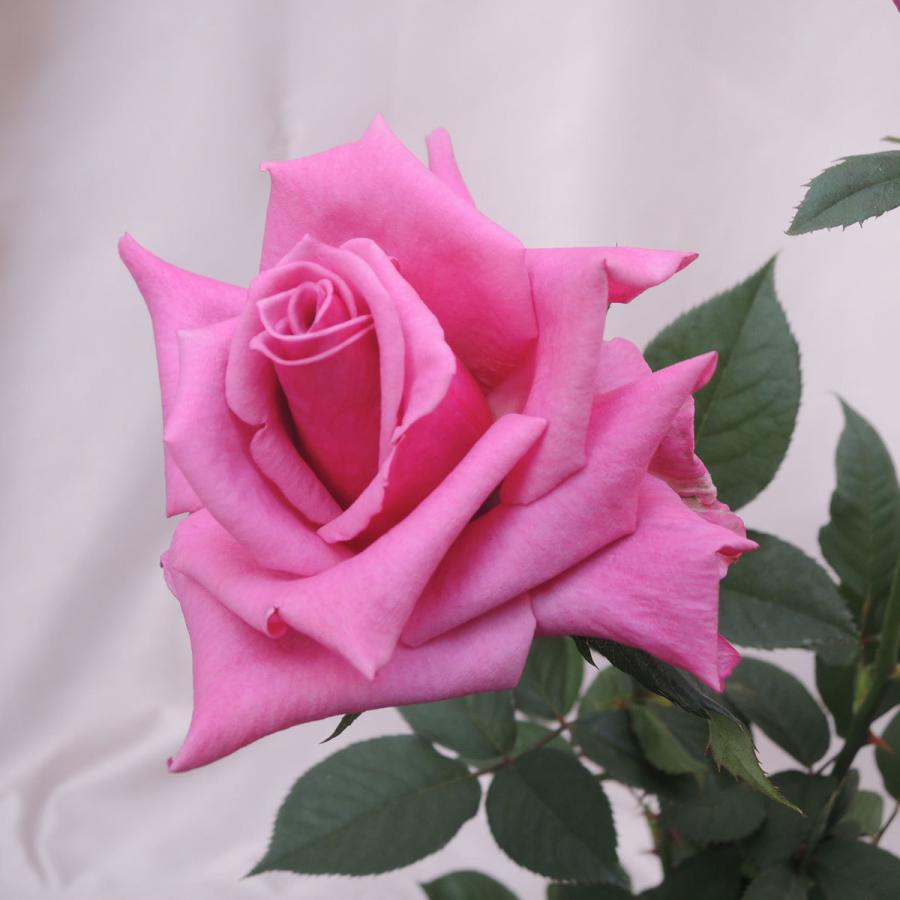 薔薇 バラ の苗木 Ht 紫雲 しうん 5号接木苗 Ka Bara 019 花育通販yahoo 店 通販 Yahoo ショッピング