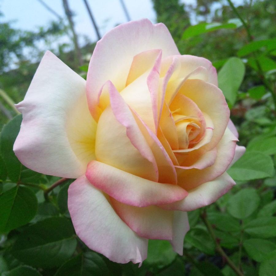 バラ苗　切りバラ苗　接木苗 薔薇（バラ）の苗木 HT ピース（5号接木苗） : 植物・園芸専門店 花育