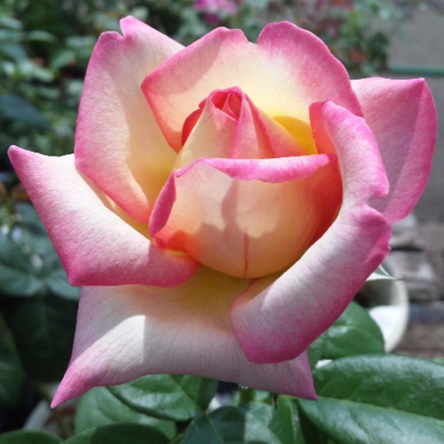 薔薇（バラ）の苗木 HT ピース（5号接木苗） : 植物・園芸専門店 花育