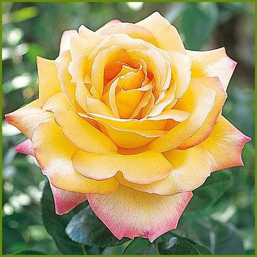 薔薇（バラ）の苗木 HT ピース（5号接木苗） : 植物・園芸専門店 花育