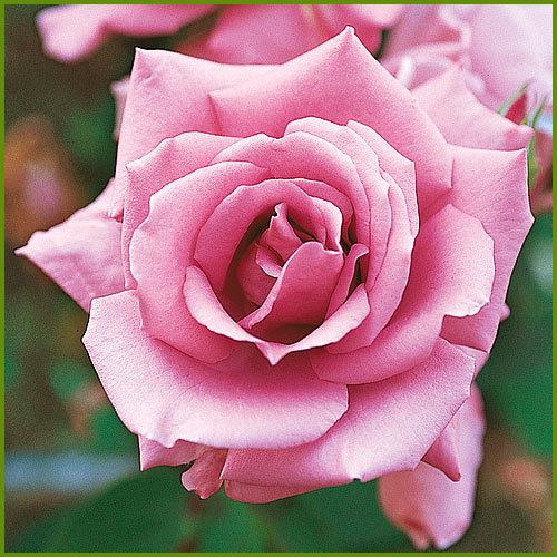 薔薇 バラ の苗木 Ht マダム ビオレ マダムビオーレ 5号接木苗 Ka Bara 061 花育通販yahoo 店 通販 Yahoo ショッピング