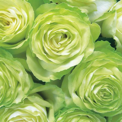 薔薇（バラ）の苗木 HT わかな【F&Gローズ】（接木苗） : 植物・園芸