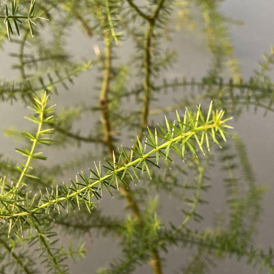 4円 全品送料無料 アカシア アネウラ ムルガ 苗木 12ｃｍポット