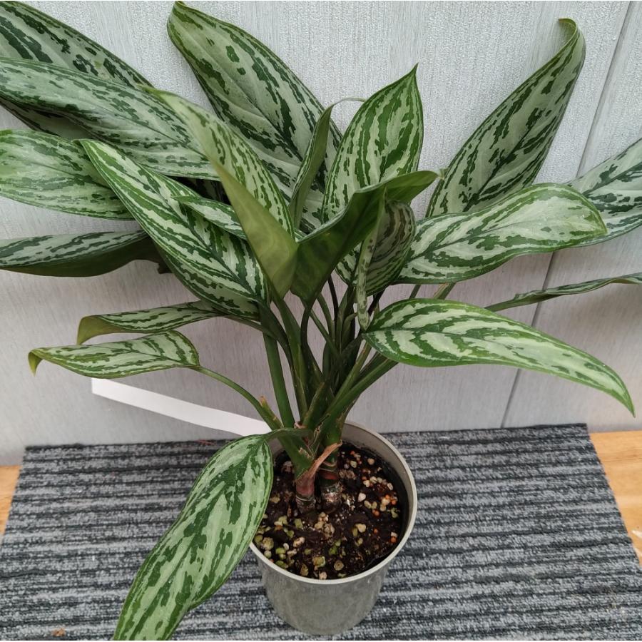 アグラオネマ シルバークイーン 6号鉢 観葉植物 : 植物・園芸専門店 花