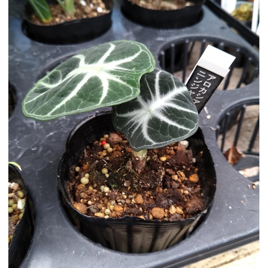 アロカシア ニンジャ 9cmポット苗 Alocasia reginula Ninja 観葉植物