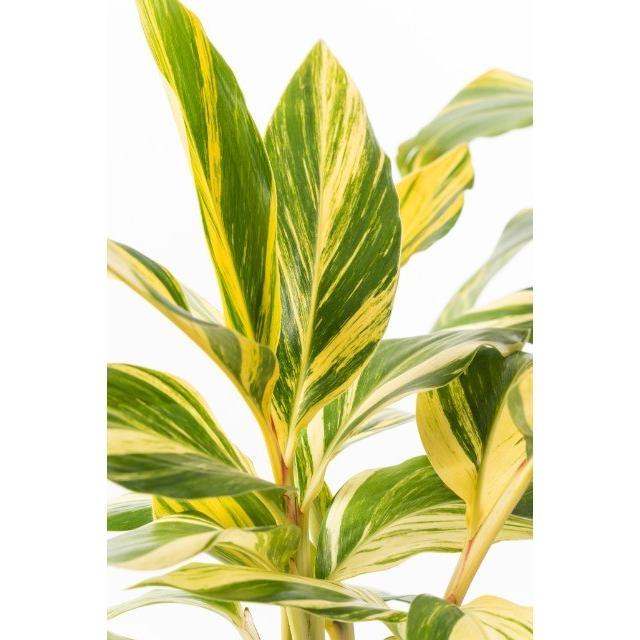 アルピニア バリエガータ(黄斑月桃 キフゲットウ) Alpinia アルピニア バリエガータ(黄斑月桃 キフゲットウ) Alpinia