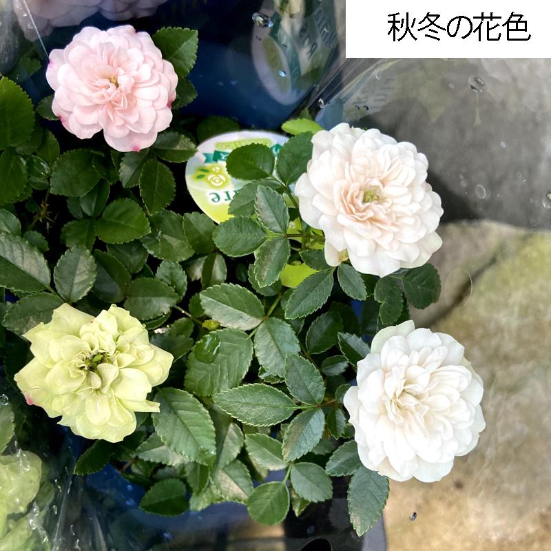 薔薇 バラ ミニバラ グリーンアイスの苗 Ki Bara 3 花育通販yahoo 店 通販 Yahoo ショッピング