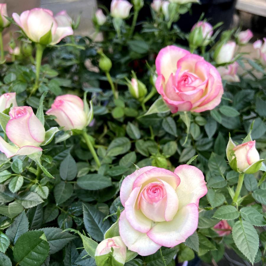 薔薇（バラ） ミニバラ・カルーセル コルダナの苗 :KI-bara-390:花育通販!店 通販 