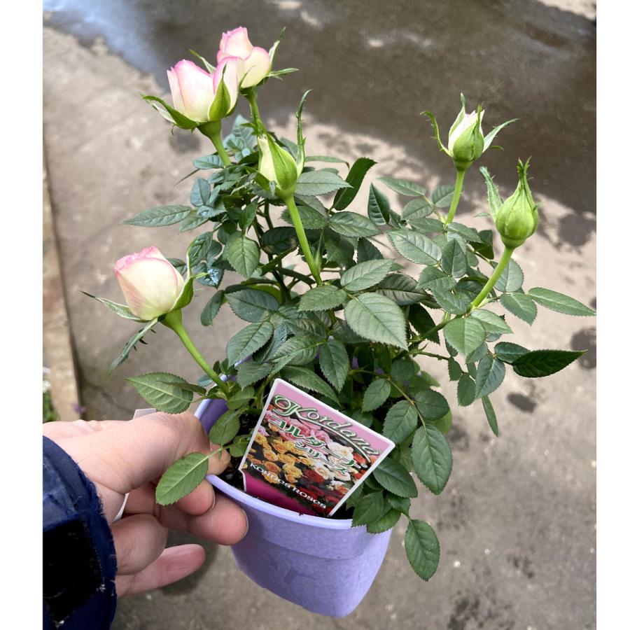 薔薇（バラ） ミニバラ・カルーセル コルダナの苗 : 植物・園芸専門店